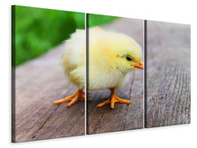 Laden Sie das Bild in den Galerie-Viewer, Leinwandbild 3-teilig Das Küken