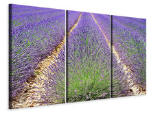 Laden Sie das Bild in den Galerie-Viewer, Leinwandbild 3-teilig Das Lavendel Feld