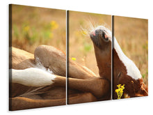 Laden Sie das Bild in den Galerie-Viewer, Leinwandbild 3-teilig Das schlafende Pferd