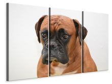 Laden Sie das Bild in den Galerie-Viewer, Leinwandbild 3-teilig Der Boxer