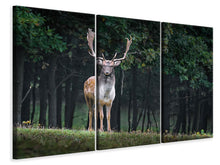 Laden Sie das Bild in den Galerie-Viewer, Leinwandbild 3-teilig Der Damhirsch 2