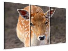Laden Sie das Bild in den Galerie-Viewer, Leinwandbild 3-teilig Der Damhirsch