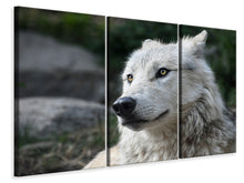 Laden Sie das Bild in den Galerie-Viewer, Leinwandbild 3-teilig Der einsame Wolf