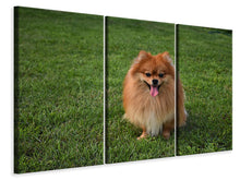 Laden Sie das Bild in den Galerie-Viewer, Leinwandbild 3-teilig Der kleine Spitz