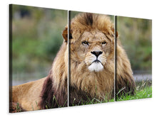 Laden Sie das Bild in den Galerie-Viewer, Leinwandbild 3-teilig Der König der Tiere 