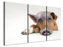 Laden Sie das Bild in den Galerie-Viewer, Leinwandbild 3-teilig Der lustige Schweine Hund