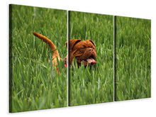 Laden Sie das Bild in den Galerie-Viewer, Leinwandbild 3-teilig Der Mastiff im Gras