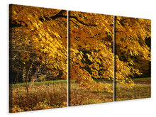 Laden Sie das Bild in den Galerie-Viewer, Leinwandbild 3-teilig Der prächtige Herbstbaum