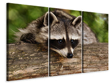 Laden Sie das Bild in den Galerie-Viewer, Leinwandbild 3-teilig Der süsse Waschbär