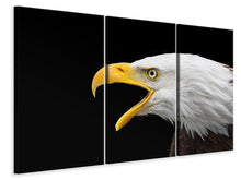 Laden Sie das Bild in den Galerie-Viewer, Leinwandbild 3-teilig Der Weißkopfseeadler
