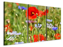 Laden Sie das Bild in den Galerie-Viewer, Leinwandbild 3-teilig Der wilde Mohn XL