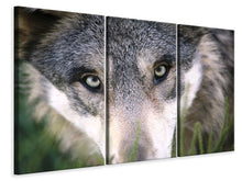 Laden Sie das Bild in den Galerie-Viewer, Leinwandbild 3-teilig Der Wolfs Blick