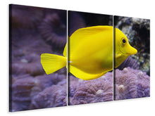 Laden Sie das Bild in den Galerie-Viewer, Leinwandbild 3-teilig Der Zitronen-Doktorfisch