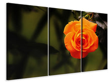Laden Sie das Bild in den Galerie-Viewer, Leinwandbild 3-teilig Die Blüte der Rose