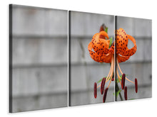 Laden Sie das Bild in den Galerie-Viewer, Leinwandbild 3-teilig Die Blüte der Tiger-Lilie