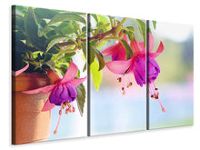 Laden Sie das Bild in den Galerie-Viewer, Leinwandbild 3-teilig Die Fuchsien