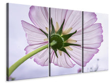 Laden Sie das Bild in den Galerie-Viewer, Leinwandbild 3-teilig Die Kosmos Blume