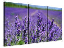 Laden Sie das Bild in den Galerie-Viewer, Leinwandbild 3-teilig Die Lavendelblüten