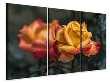 Laden Sie das Bild in den Galerie-Viewer, Leinwandbild 3-teilig Die Rose im Garten