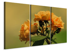 Laden Sie das Bild in den Galerie-Viewer, Leinwandbild 3-teilig Die Rosen in der Natur