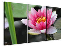 Laden Sie das Bild in den Galerie-Viewer, Leinwandbild 3-teilig Die Seerose in pink