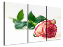 Laden Sie das Bild in den Galerie-Viewer, Leinwandbild 3-teilig Die stolze Rose