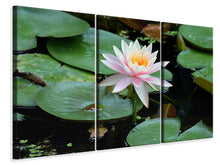 Laden Sie das Bild in den Galerie-Viewer, Leinwandbild 3-teilig Die stolze Seerose