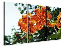 Laden Sie das Bild in den Galerie-Viewer, Leinwandbild 3-teilig Die wilden Tiger-Lilien