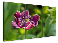 Laden Sie das Bild in den Galerie-Viewer, Leinwandbild 3-teilig Dunkle Tulpe in der Natur