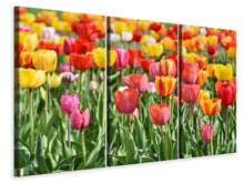 Laden Sie das Bild in den Galerie-Viewer, Leinwandbild 3-teilig Ein buntes Tulpenfeld