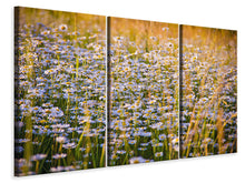 Laden Sie das Bild in den Galerie-Viewer, Leinwandbild 3-teilig Ein Feld voll Kamille
