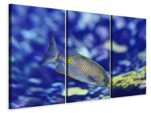 Laden Sie das Bild in den Galerie-Viewer, Leinwandbild 3-teilig Ein Fisch im Aquarium