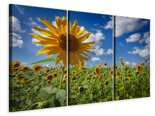 Laden Sie das Bild in den Galerie-Viewer, Leinwandbild 3-teilig Eine Sonnenblume unter vielen