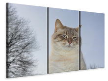 Laden Sie das Bild in den Galerie-Viewer, Leinwandbild 3-teilig Entspannte Katze in der Natur