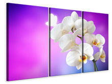 Laden Sie das Bild in den Galerie-Viewer, Leinwandbild 3-teilig Flower Power Orchidee