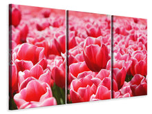 Laden Sie das Bild in den Galerie-Viewer, Leinwandbild 3-teilig Fröhliches Tulpenfeld