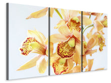 Laden Sie das Bild in den Galerie-Viewer, Leinwandbild 3-teilig Gelbe Orchidee