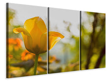 Laden Sie das Bild in den Galerie-Viewer, Leinwandbild 3-teilig Gelbe Tulpe in der Natur