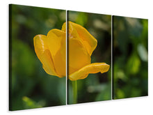 Laden Sie das Bild in den Galerie-Viewer, Leinwandbild 3-teilig Gelbe Tulpe XL