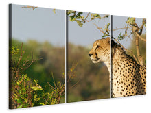 Laden Sie das Bild in den Galerie-Viewer, Leinwandbild 3-teilig Gepard in der Natur