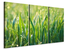Laden Sie das Bild in den Galerie-Viewer, Leinwandbild 3-teilig Gras mit Morgentau XL