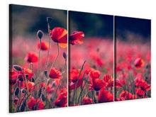 Laden Sie das Bild in den Galerie-Viewer, Leinwandbild 3-teilig Im Mohn Feld