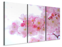 Laden Sie das Bild in den Galerie-Viewer, Leinwandbild 3-teilig Japanische Kirschblüte XL