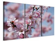 Laden Sie das Bild in den Galerie-Viewer, Leinwandbild 3-teilig Japanische Zierkirsche Close up
