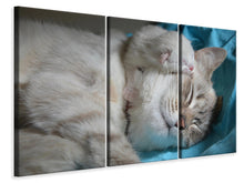 Laden Sie das Bild in den Galerie-Viewer, Leinwandbild 3-teilig Katzen Mama mit Baby
