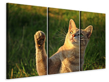 Laden Sie das Bild in den Galerie-Viewer, Leinwandbild 3-teilig Katzen Spiel