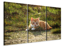 Laden Sie das Bild in den Galerie-Viewer, Leinwandbild 3-teilig Kitten in der Natur