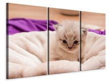 Laden Sie das Bild in den Galerie-Viewer, Leinwandbild 3-teilig Kitten zum Verlieben