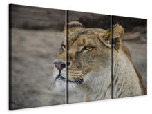 Laden Sie das Bild in den Galerie-Viewer, Leinwandbild 3-teilig Kopf einer Löwin
