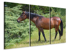 Laden Sie das Bild in den Galerie-Viewer, Leinwandbild 3-teilig Kräftiges Pferd